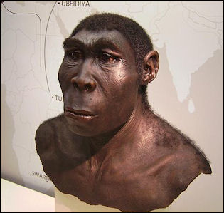 20120202-Homo_erectus 2.JPG